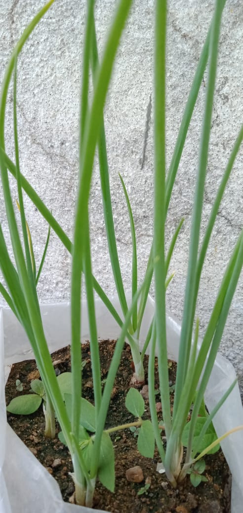 onion